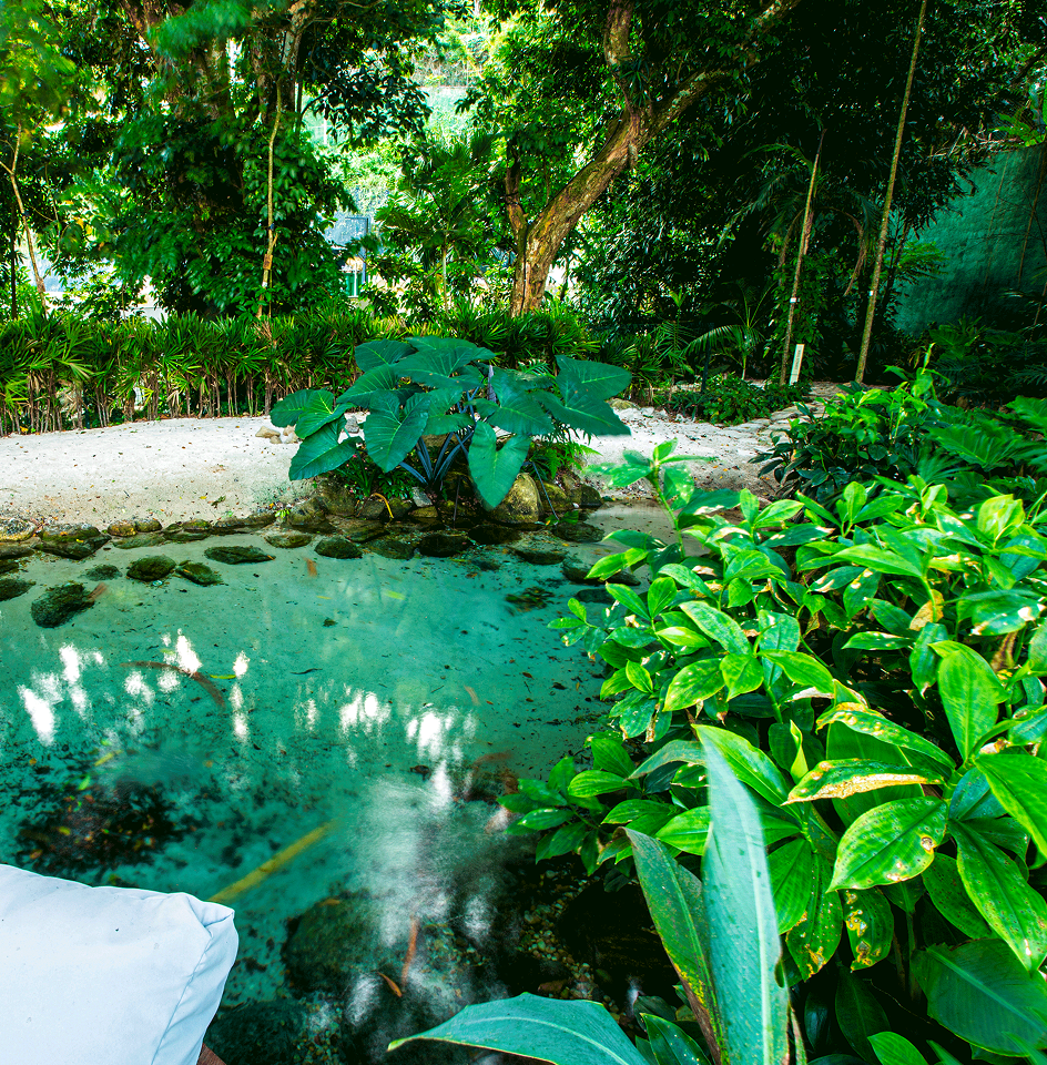 Piscina natural cercada por vegetação nativa
